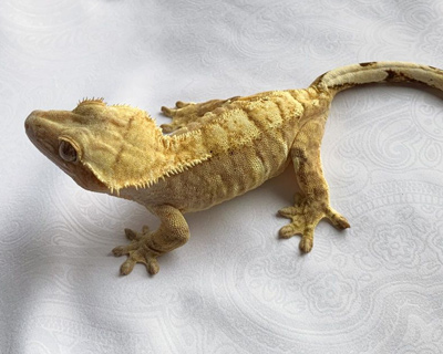 Yellow Harley Crested Gecko