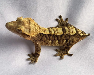 Extreme Harlequin Crested Gecko