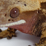 crested gecko - blusher trait