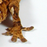 crested gecko - white knee trait