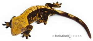 "Ika" female crested gecko