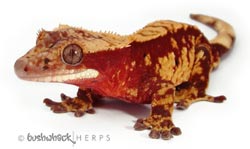"Kif" male crested gecko