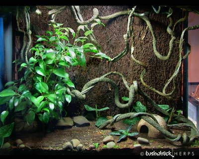 Crested Gecko Enclosure